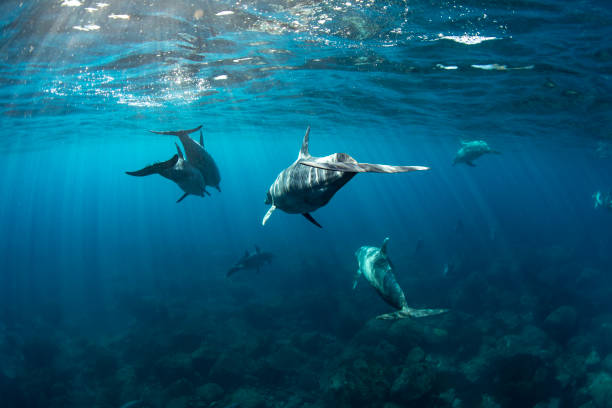 istock Group of wild dolphins in Japan 2175551886