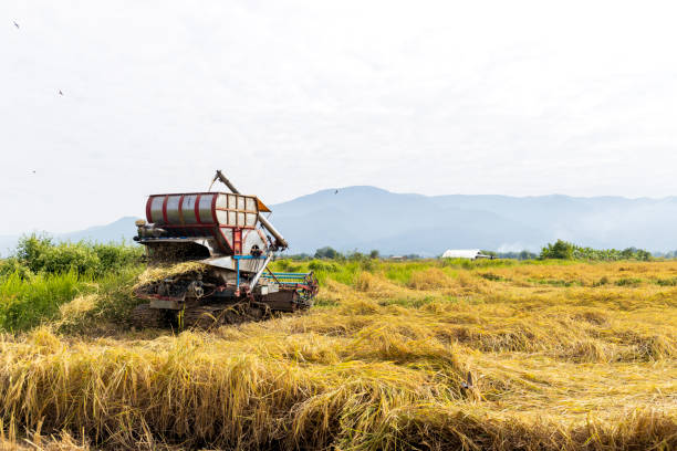 Harvesting in the Countryside