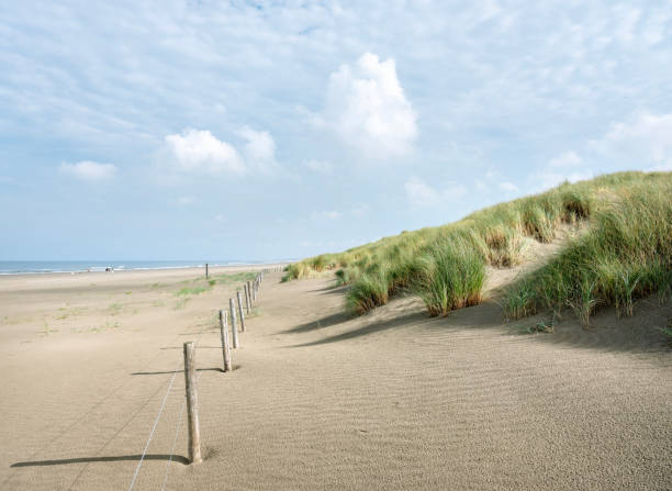 istock dunes with marram grass and north sea beach in the netherlands 2175555622