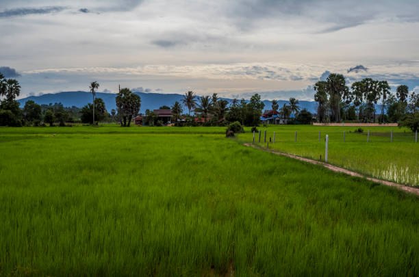 istock Green flooded rice paddies fields in Cambodia 2175557164