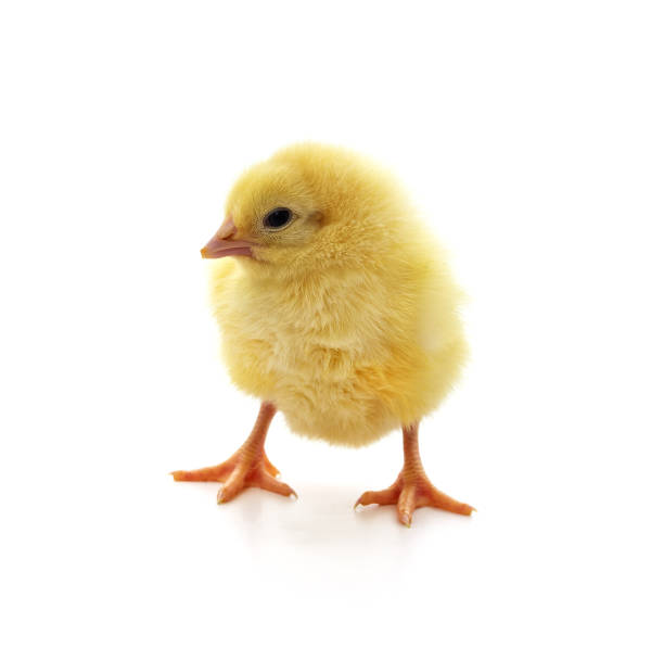 istock Baby yellow chicken. 2175557250