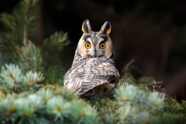 istock Close young owl sit in a tree and looking on the the camera 2175558492