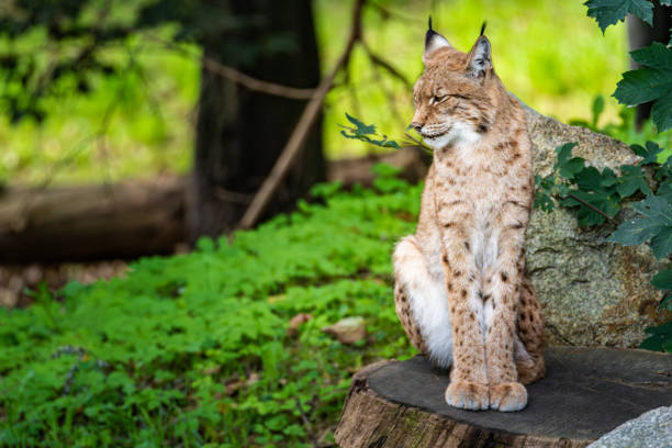 istock A Eurasian lynx resting on a log amidst lush greenery in a tranquil forest setting during sunny daylight 2175559191