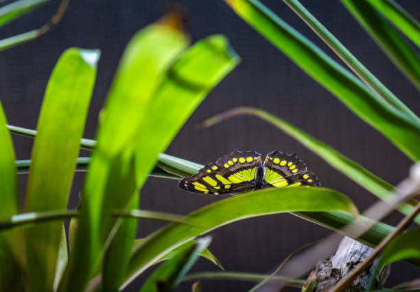istock Colorful butterfly perched on green leaves in a lush tropical environment during daylight hours 2175559389