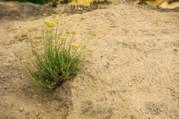Wild Helichrysum Plant in Flower