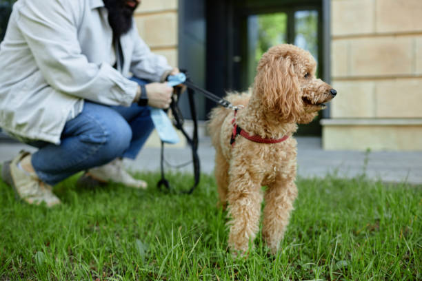 istock Preparing Poodle for Walk on Green Grass 2175559692