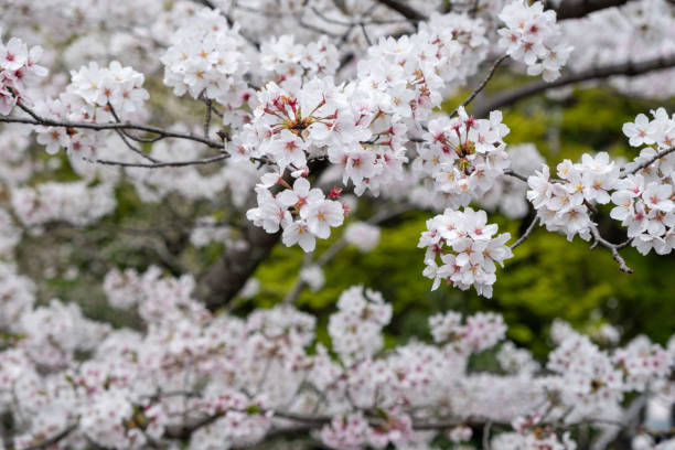 istock Cherry bloosom, blooming cherry trees closeup. Springtime, sakura tree flowers in Japan 2175559748