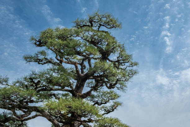 istock Japanese pine tree, black pine Pinus thunbergii branches and needles on blue sky 2175559749