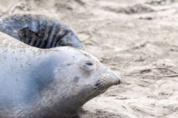 istock At the Elephant Seal Vista Point 2175559906