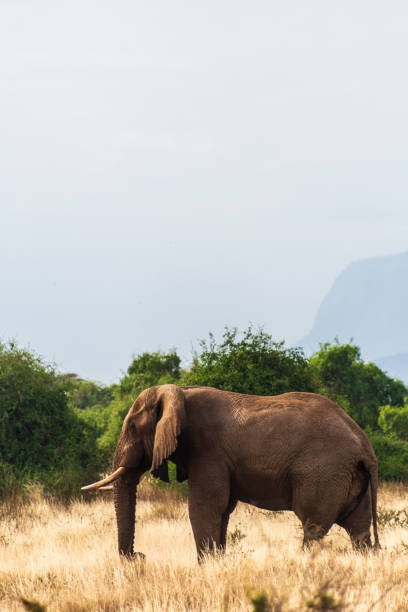 Telephoto of an African Elephant -Loxodonta Africana- walking across the plains of the Samburu National Reserve, Kenya