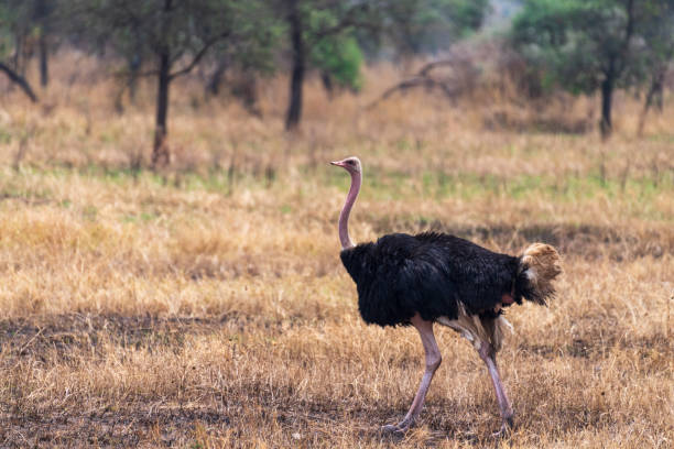 istock Ostriches in the Serengeti 2175559955