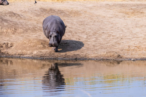 Telephoto of a group of hippopotami, Hippopotamus amphibius, resting ashore and reentering the water of a river in the Serengeti National Park, Tanzania