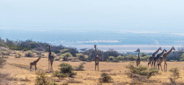 Telephoto a tower of Masai Giraffe - Giraffa tippelskirchi- in Ngorogoro conservation area, Tanzania