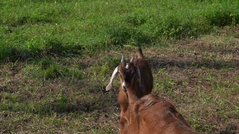 domestic brown goats walk through the pasture, a scene with hoofed animals, cattle.