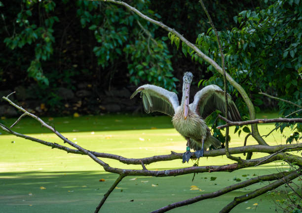 A pelican stands confidently on a branch over a tranquil green water body, wings outspread as if enjoying the warm sun in its natural habitat.