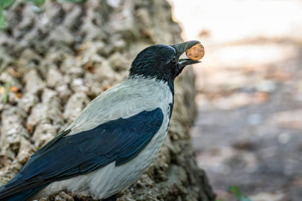 A crow holds a nut in its beak while standing on a textured tree trunk, surrounded by lush green foliage and dappled sunlight filtering through the leaves.