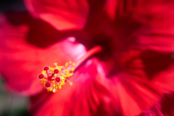 Red hibiscus blooming.