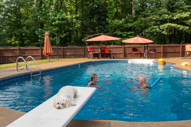 White Maltipoo dog lies on a diving board at a swimming pool feeling left out while others swim in the pool, Midwest, Indiana, USA