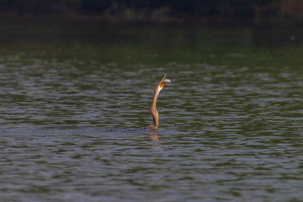 A darter bird, also known as the snakebird, gracefully swims through the water with only its long neck and head visible above the surface. Its sleek silhouette and distinctive shape create a striking image as the bird navigates the wetland environment, blending seamlessly with the calm water.