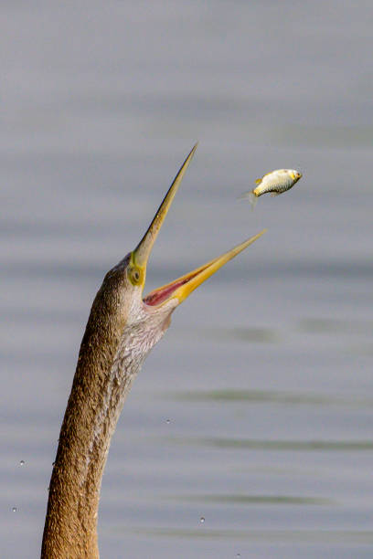 istock Darter Bird Tossing a Fish in the Air 2175564658