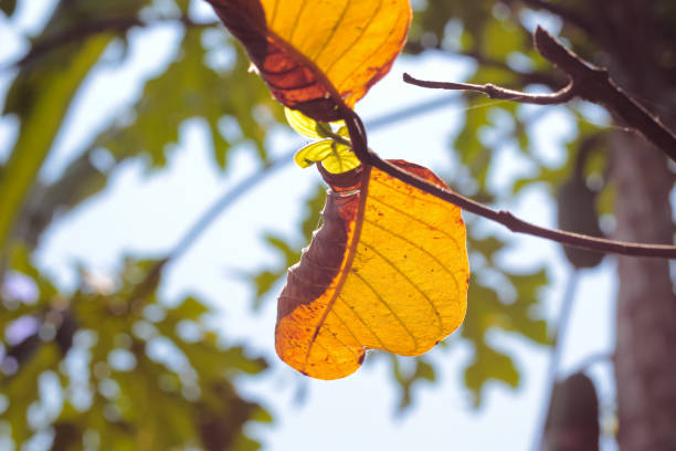Green guava leaf with blur background and light behind it