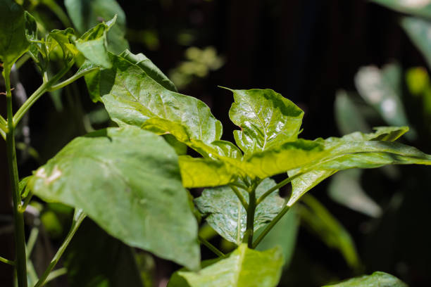 istock Green leaves of cayenne pepper on a blurred background 2175566212