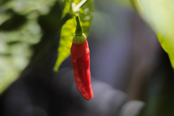 Ripe red bell pepper background