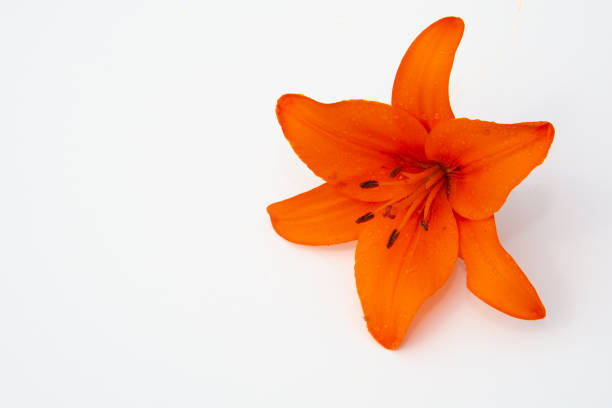 Daylily in macro