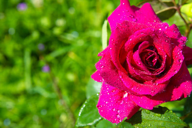 Background of beautiful flowers.