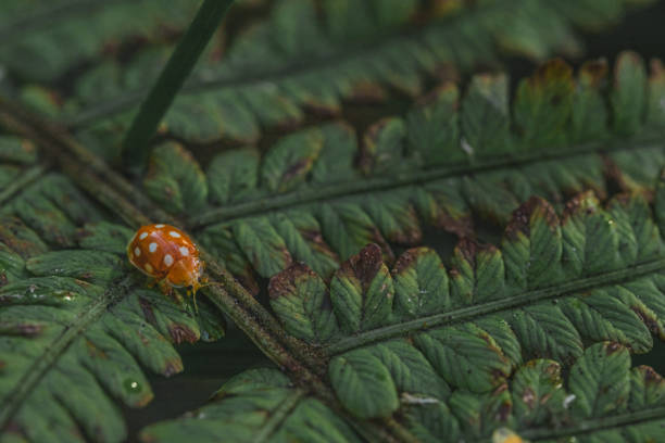 Ladybug on a fern leaf in the forest
