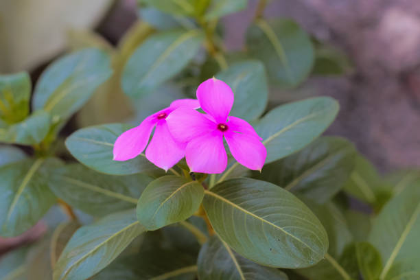 pink periwinkle flower with a close-up view