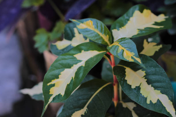 handelem variegata plant, home ornamental plant