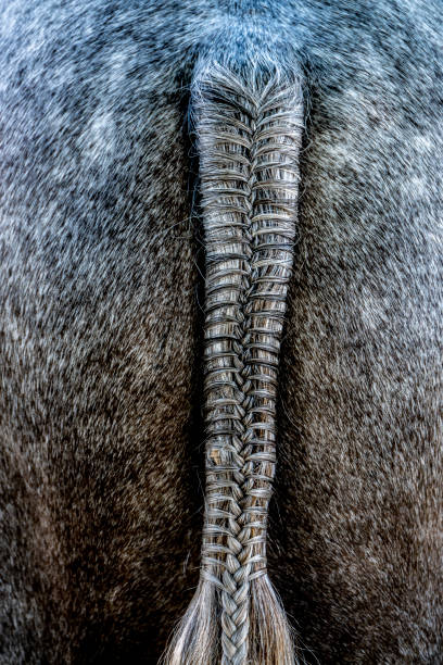 Woven tail on bull to keep its hind quarters clean.