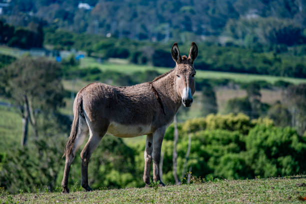 donkey on fenced land, rural landscape