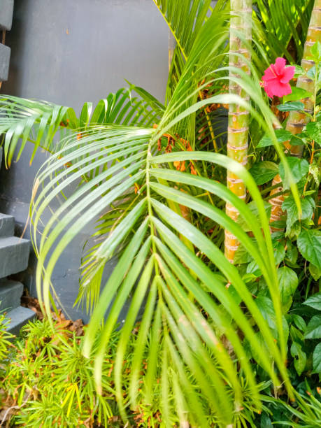istock green leafy plants in city parks 2175568808
