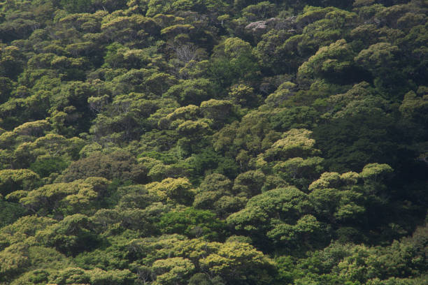 istock Amami Oshima, mountains of fresh greenery 2175569813