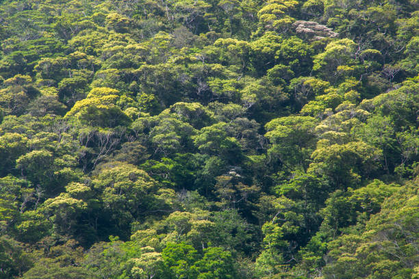 istock Amami Oshima, mountains of fresh greenery 2175569820