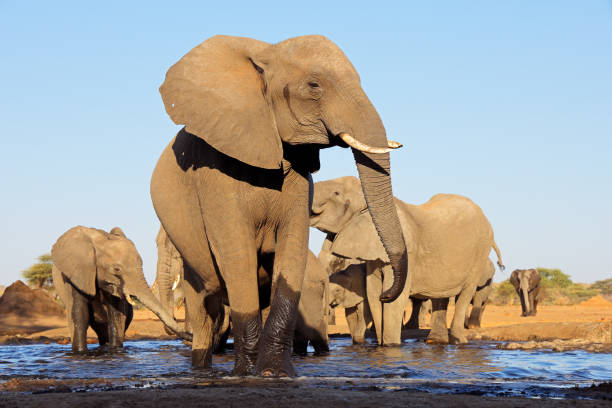 istock Low-angle view of African elephants (Loxodonta africana) at a waterhole, Botswana 2175569938