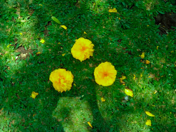 Silk cotton tree flowers falling in the garden