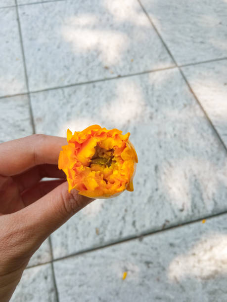 istock Silk cotton tree flowers falling in the garden 2175570103