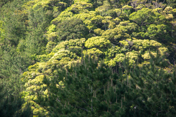 istock Amami Oshima, mountains of fresh greenery 2175570295