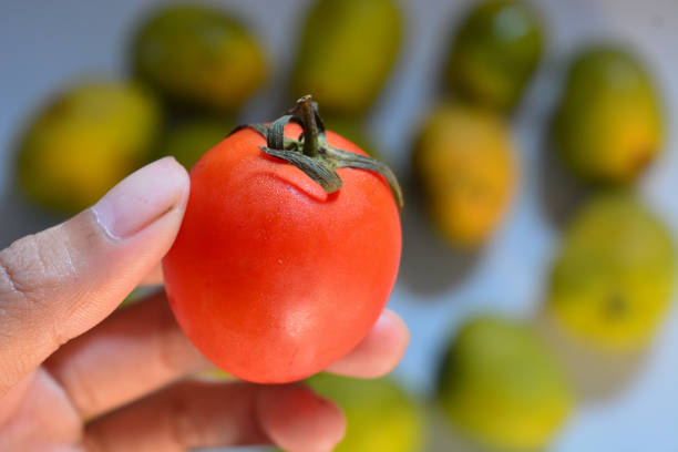 Isolated photo of tomato fruit with blur background
