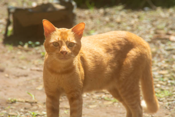 Cute and funny orange cat photo