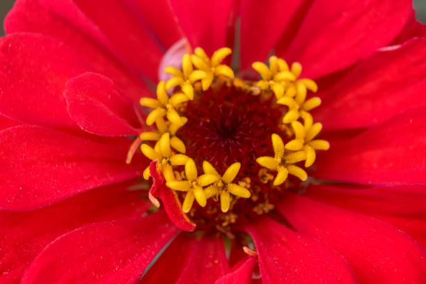 Autumn flowers.Autumn Colors.Macro Perspective.Take a closer look at nature's artistry! This macro photograph captures the details of a flower in full bloom. Symbolizing the end of summer and the beginning of autumn, this image captures a mesmerizing transition of petals and curving stamens. A perfect visual metaphor for writings on nature, the seasons, or change and growth.
