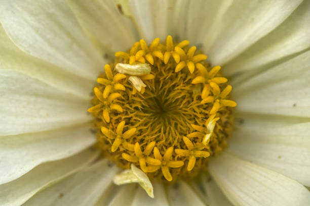 Closeup of a flower, macro flower, flower background