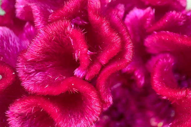 Autumn flowers.Autumn Colors.Macro Perspective.Take a closer look at nature's artistry! This macro photograph captures the details of a flower in full bloom. Symbolizing the end of summer and the beginning of autumn, this image captures a mesmerizing transition of petals and curving stamens. A perfect visual metaphor for writings on nature, the seasons, or change and growth.