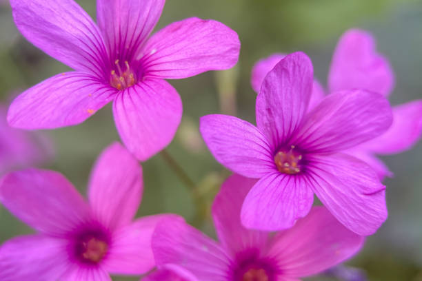 istock Autumn flowers.Autumn Colors.Macro Perspective. 2175572128