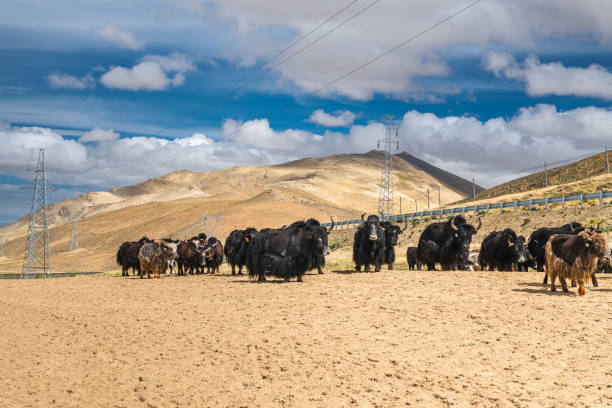 istock Yaks walking next to the highway around mount Kailash in western Tibet 2175572908