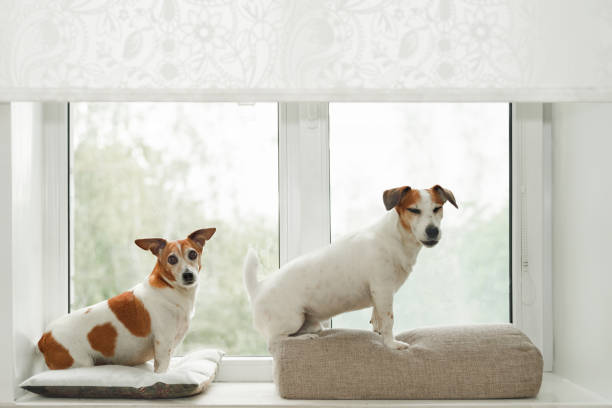 istock Two dogs sitting on window, howling at what they see outside. 2175573725