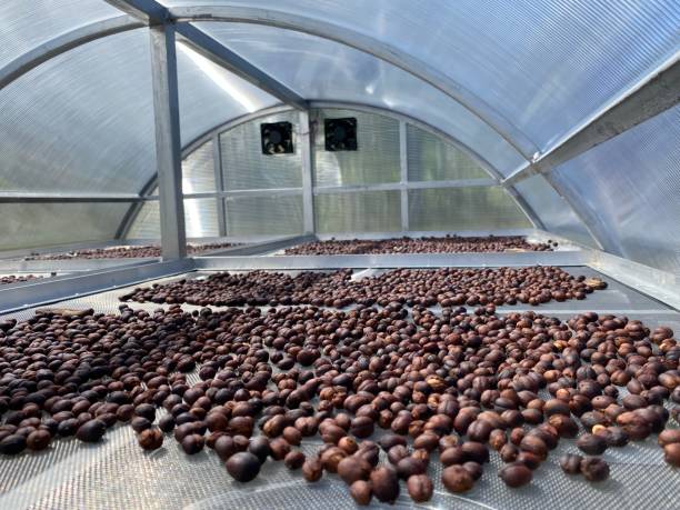 istock Dried Robusta Coffee Cherry. greenhouse solar drying system. Drying coffee bean. Coffee Solar Drying Plant Greenhouse. Dry / Natural Process. 2175575254